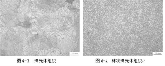 珠光体金相组织