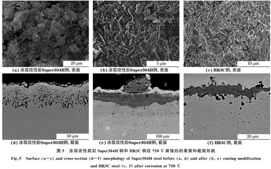 图５ 涂层改性前后Super３０４H 钢和 HR３C钢在７５０ ℃腐蚀后的表面和截面形貌