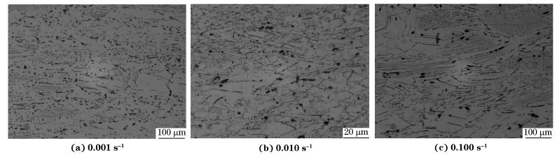 图６ 在９８０ ℃、不同应变速率下压缩至应变量为７０％后GH４１６９合金的显微组织