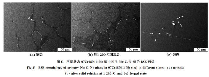 图5 不同状态07Cr18Ni11Nb钢中初生 Nb(C，N)相的 BSE形貌